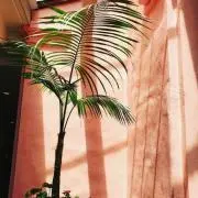 Ririの画像