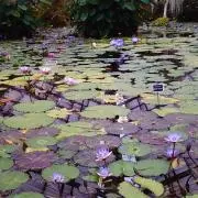 べーちょの画像