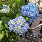むらさきの画像