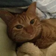 あんにゃ。
