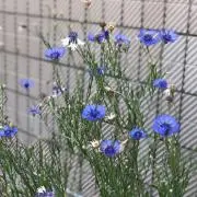 Mimori