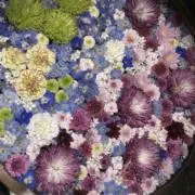 somariฅ⸃⸃の画像