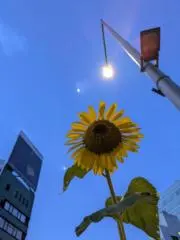 Lopez~の画像