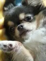 Kazucocoro