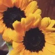 nanamiの画像