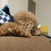 Tani