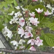 Happyうさぎ☆の画像