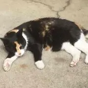 ねこあし