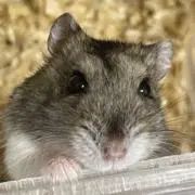 Aちゃんの画像