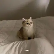 いちご大福