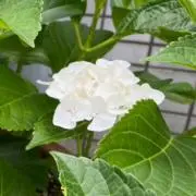 ⭐︎365日⭐︎の画像