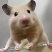 せち
