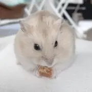 ぺーの画像