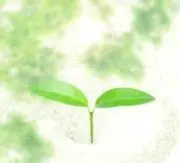 きみどりんの画像