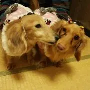 いちごワン(＾ω＾Ｕ)♪