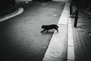 中華ぽてとの画像