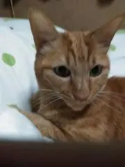ちびたの画像