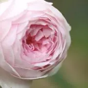 シェル