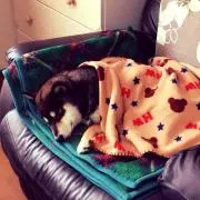 がちゃぴん販売所