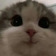はなちゃんの画像