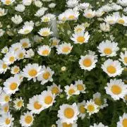 きいこの画像