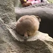 TOTTOの画像