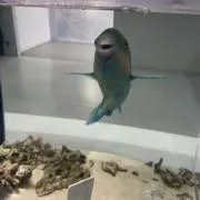 ミの画像