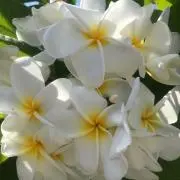 alohaの画像
