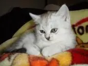 ミル