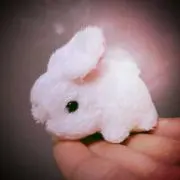 ぴょんの画像