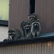 アライグマの画像