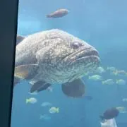 コリアンダーの画像