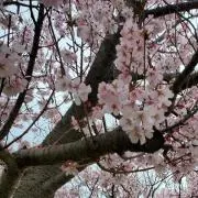 みーさんの画像