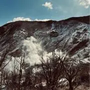 アカシの画像