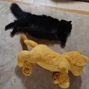 ぺろやまの画像