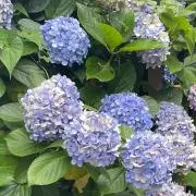 抹茶だいふくの画像