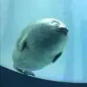 カール 引っ越し前セールの画像