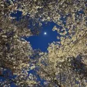 るるの画像
