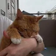 田中:プロフ必読の画像