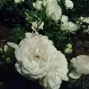 くー