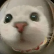 ハルの画像