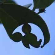 うずらです