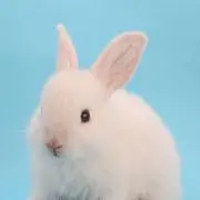 ステラルーの画像