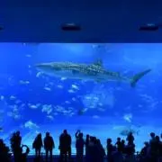 マイジムの画像