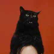ほんじこみの画像