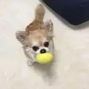 ヨシ