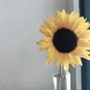 あの画像
