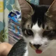 ハルますの画像