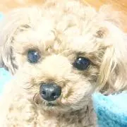 アネラ