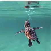 ひィの画像